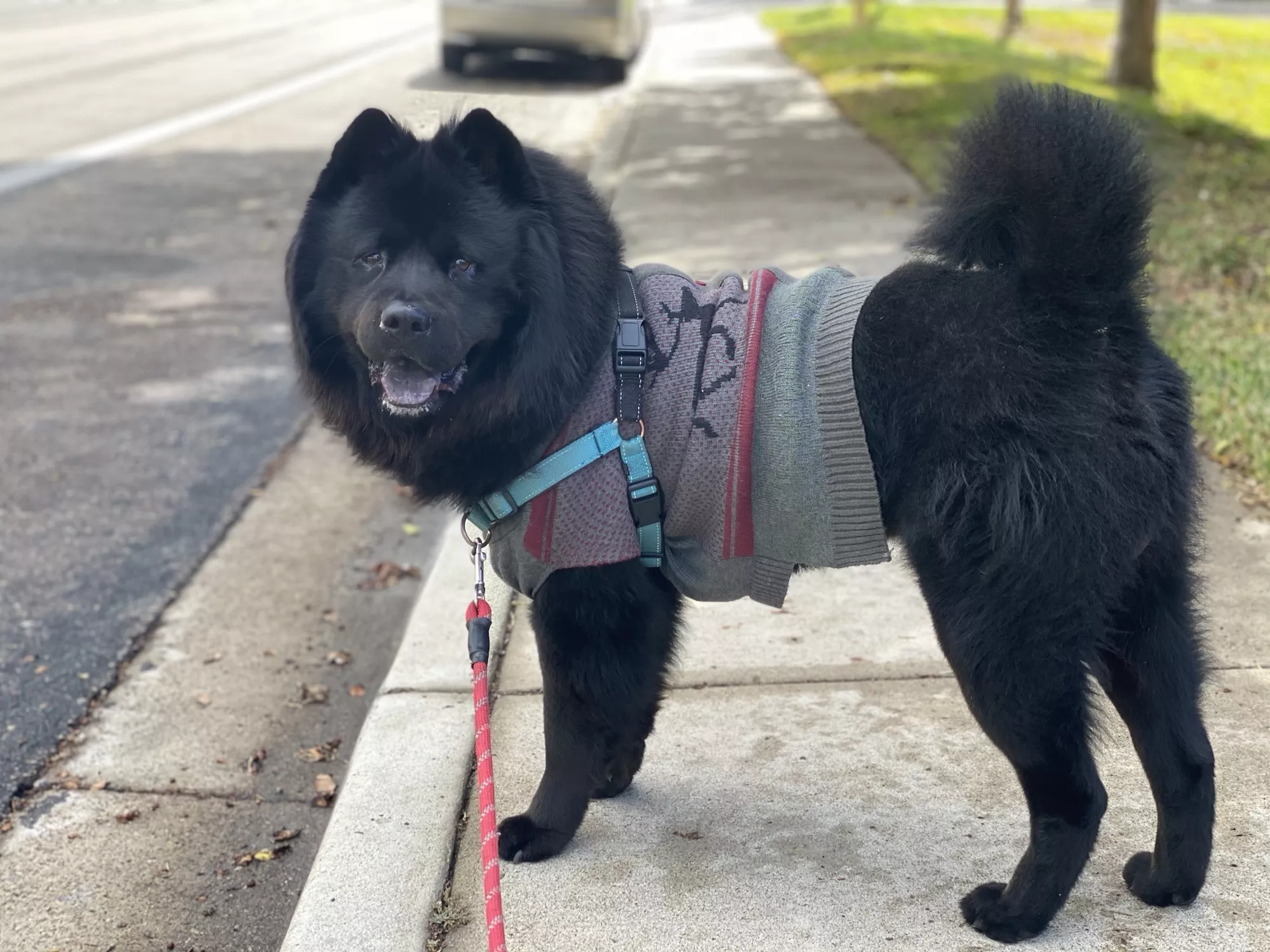 Look at this dapper fella 🥸 Look at this dapper fella 🥸
