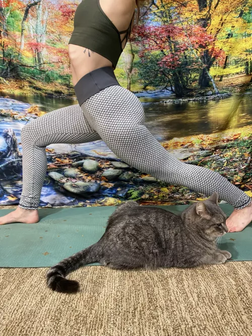 🐈 love 🧘‍♀️. So do I 😉🎥