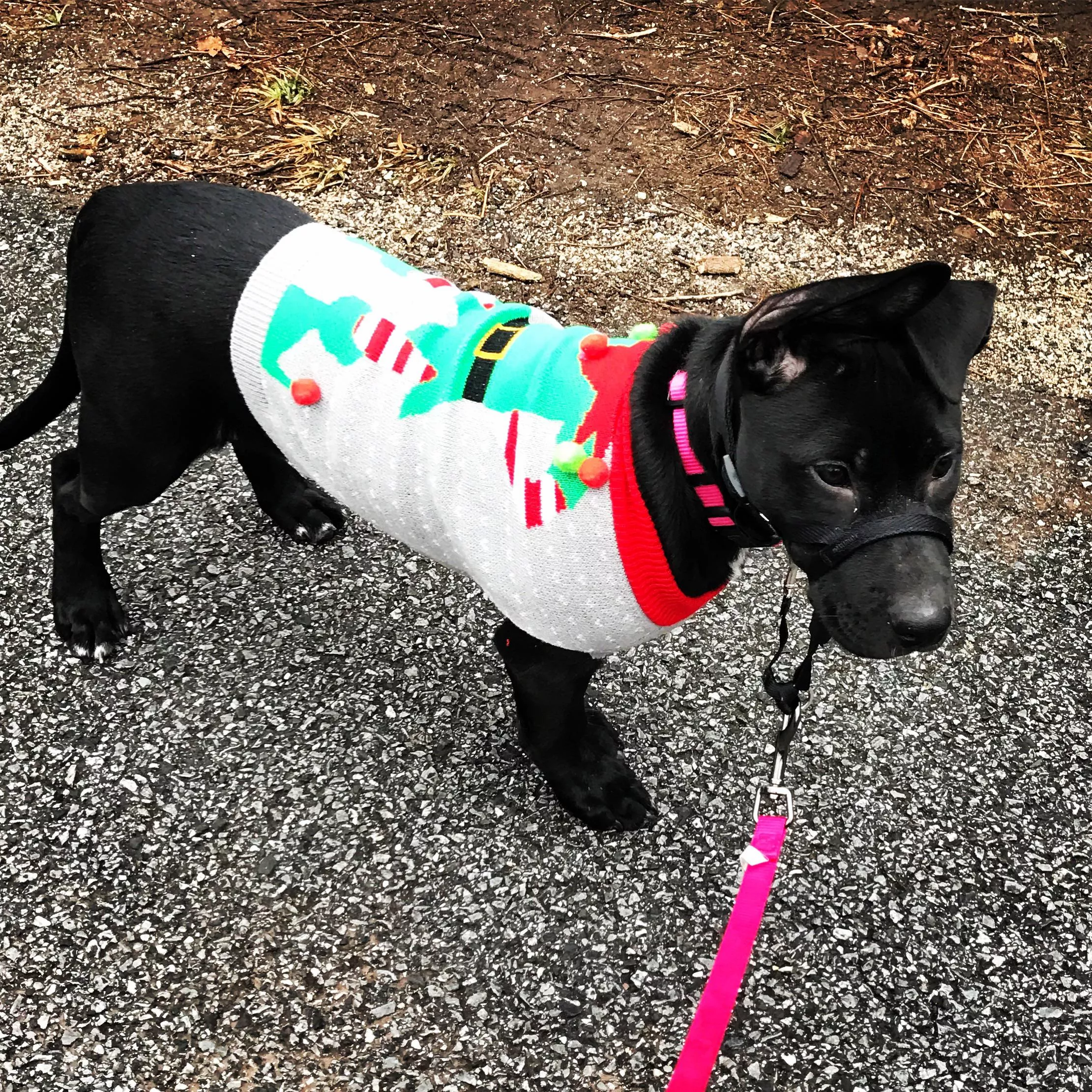 Ma, is it Christmas yet and does this sweater make me look fat? Ma, is it Christmas yet and does this sweater make me look fat?