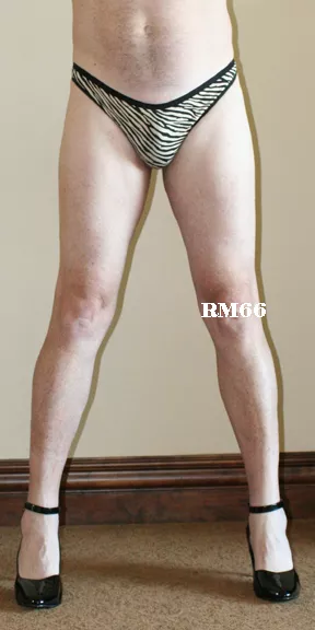 Maidenform Signature Cotton Thong Zebra Style