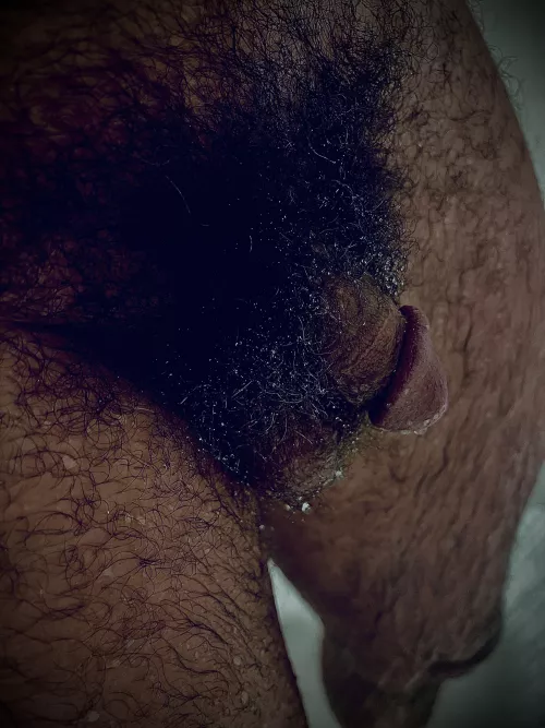 Morning dew on the bushes