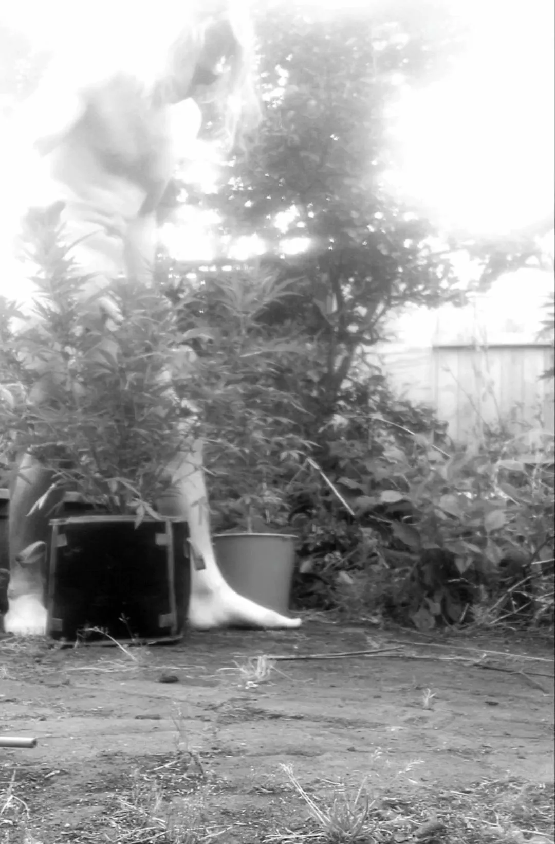 [m]orning fellow stoners would anyone like to tend my cock or crop?😜