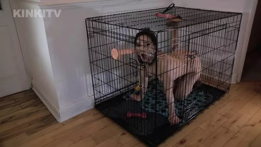 My apartment feels empty, maybe having a dumb pet slut like this in the corner would make it feel cozier