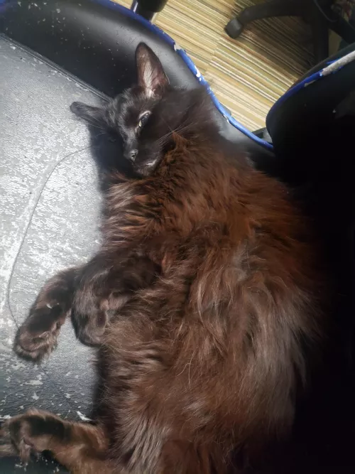 My black pussy on full display :3