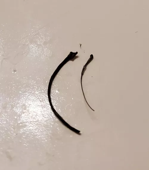 My friend’s thick beard hair he pulled out compared to a normal one