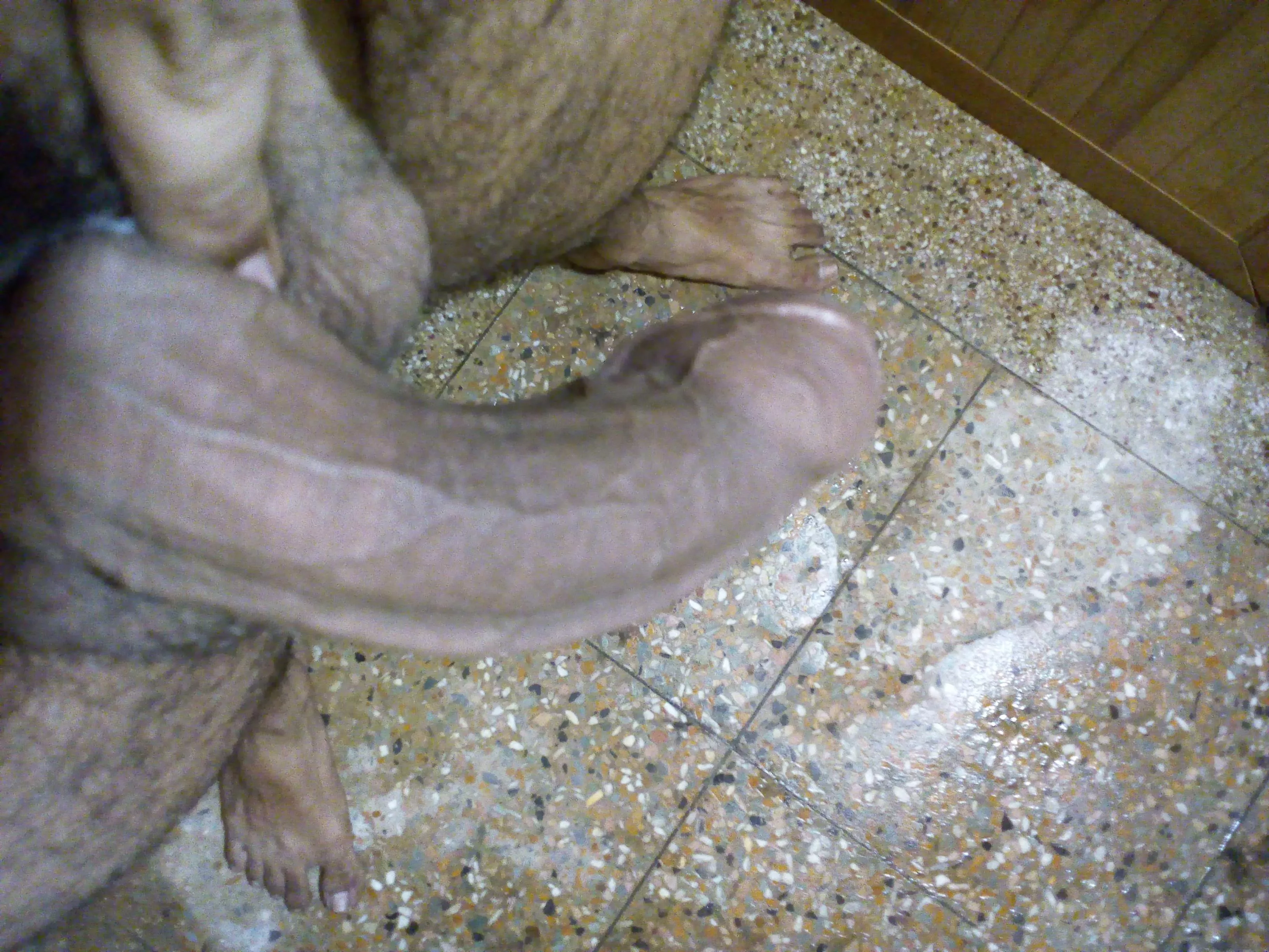 My Half Black, half Indian, upwards curved dick with foreskin.