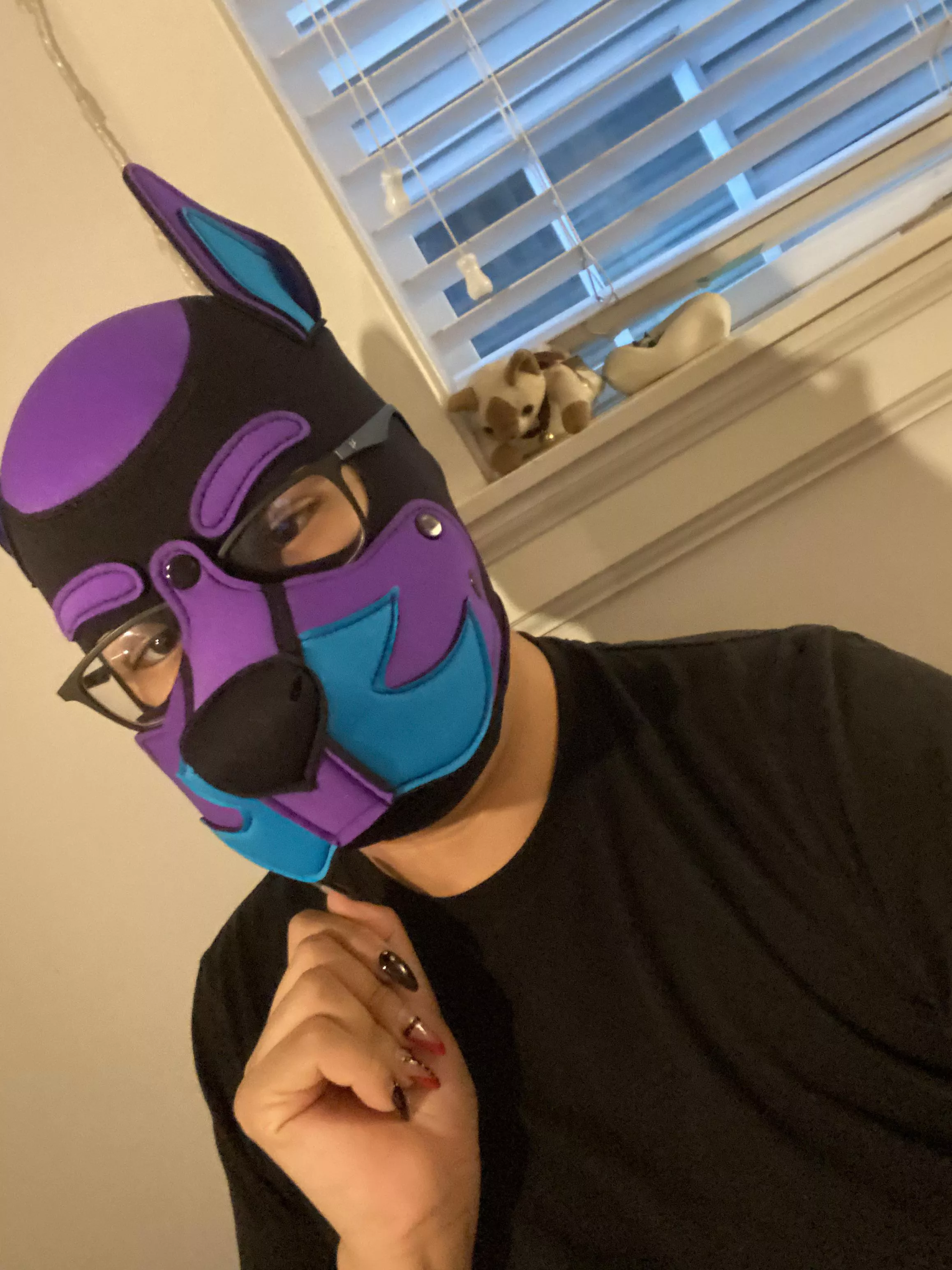 My new pup hood came in today from mr a leather I am so happy woof arooow