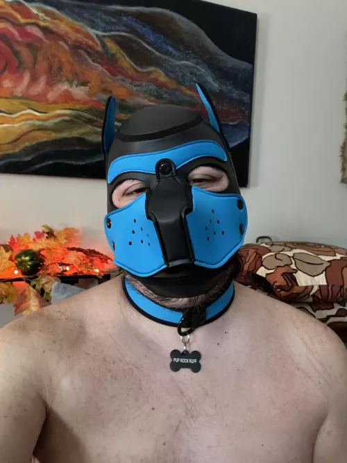 New hood and was collared on my birthday
