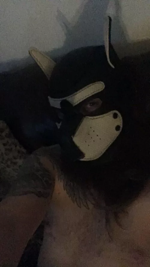 New pup on the prowl