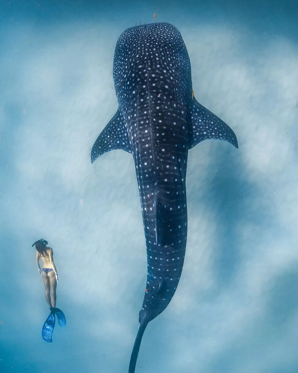 Next to a whale shark