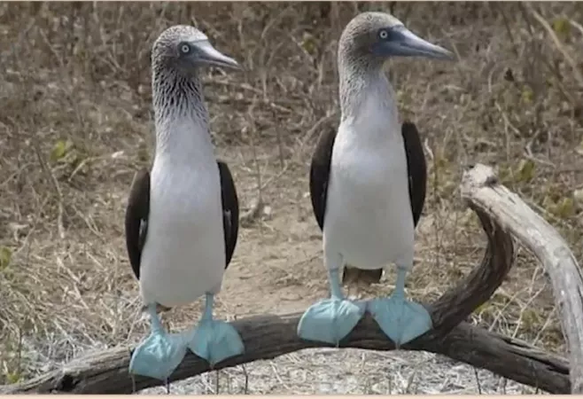 Nice pair of boobies am I right gentle men?