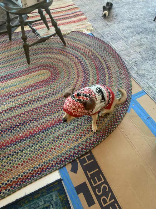 Our Chihuahua is trying on his hand-me-down Christmas sweeter for the first time! 😂 We think he’s ecstatic about this early gift!