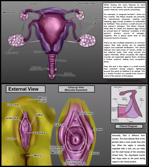 Part I of My Concept for what the Twi'ek Reproductive System might be like [@LjPynn]