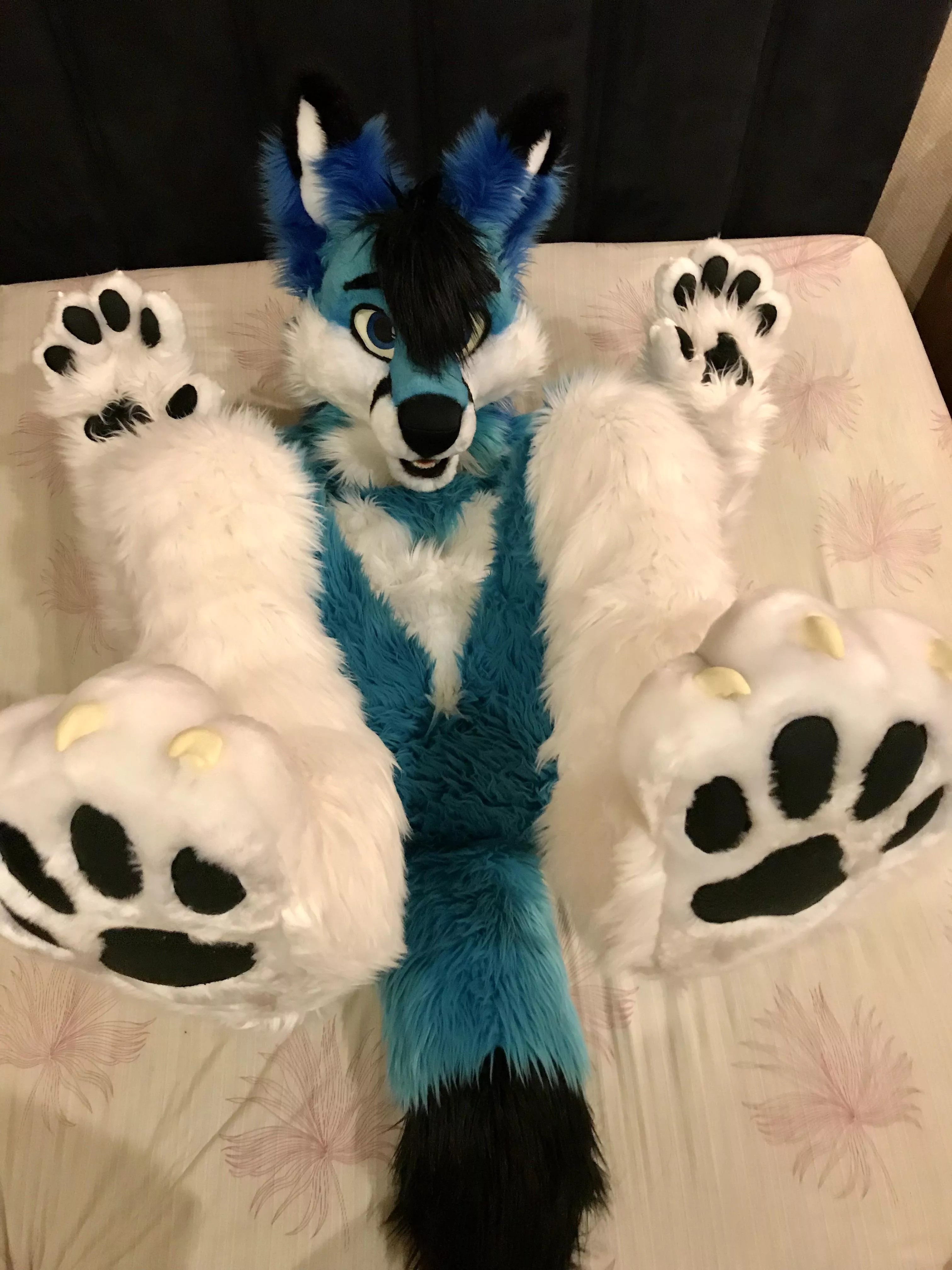 Paw Day
