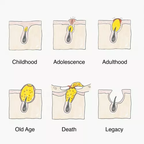 Photo credit: Adult Swim