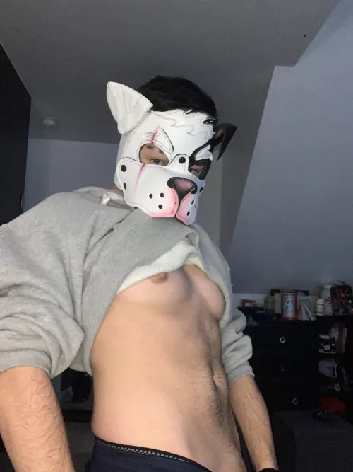 Puck wants to play with all the cute puppies here 🥰🐾💪🏻