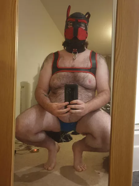 Pup got a new harness today and has a tail on the way too so excited.