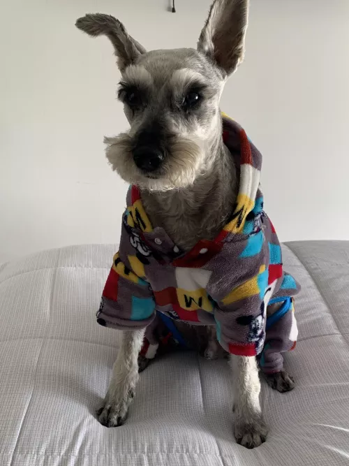 Pup 🐶 update!! He’s way better now :). Tysm for the lovely messages 🥺❤️‍🔥❤️‍🔥❤️‍🔥