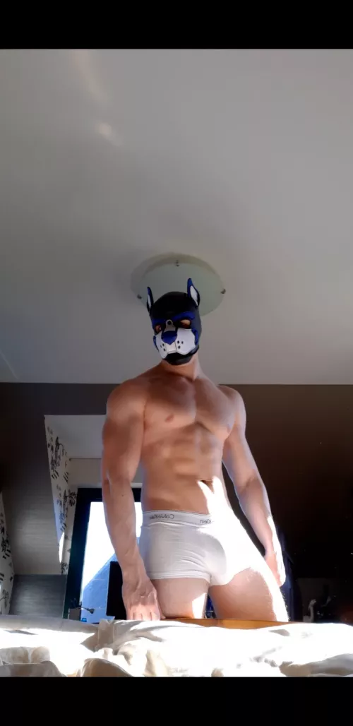 Puppy bulge