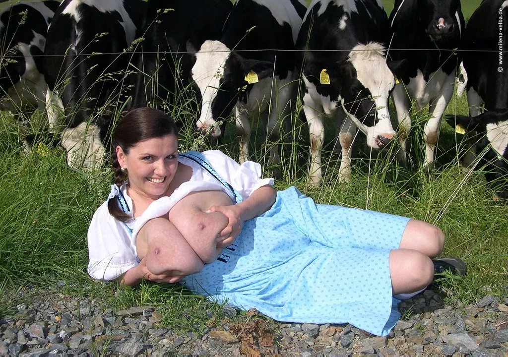 Real cow & Holly cow Real cow & Holly cow