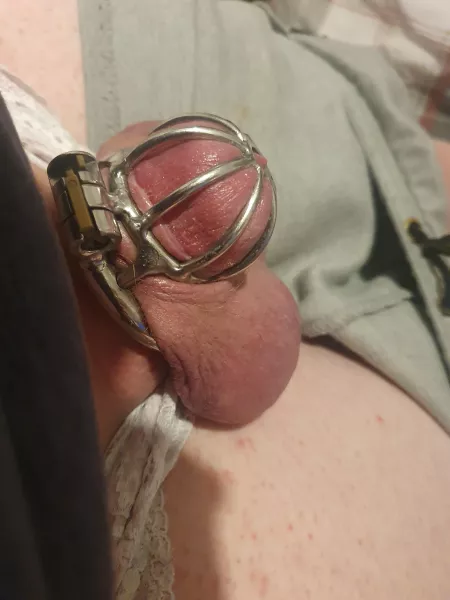 Rock hard in my cage... to bad my chastity is permanent