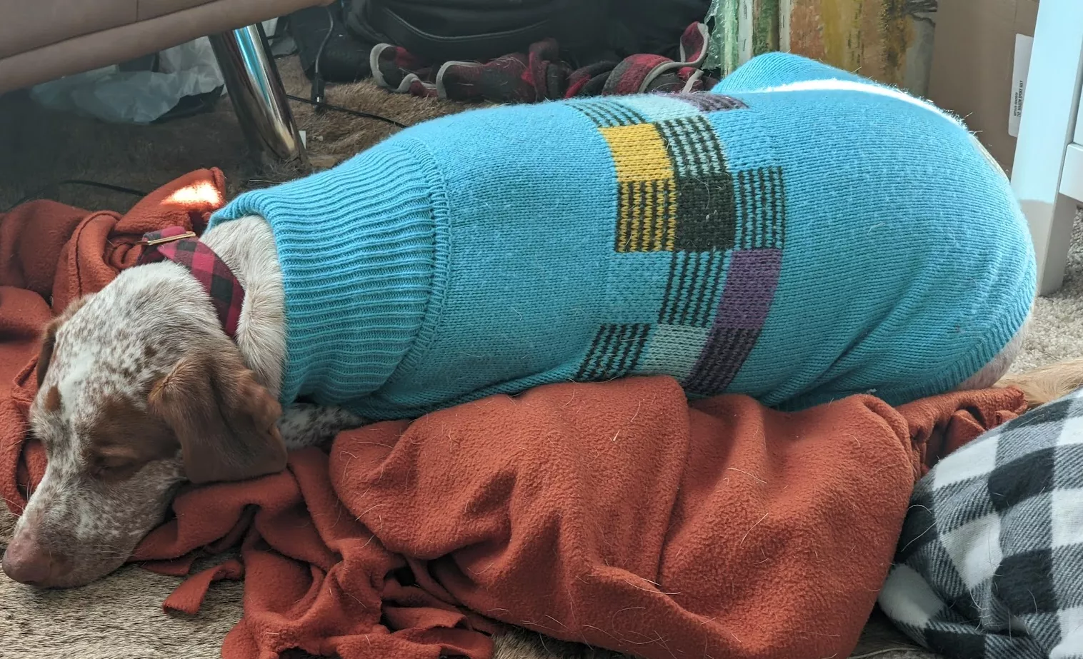 Scout was a chilli dog today