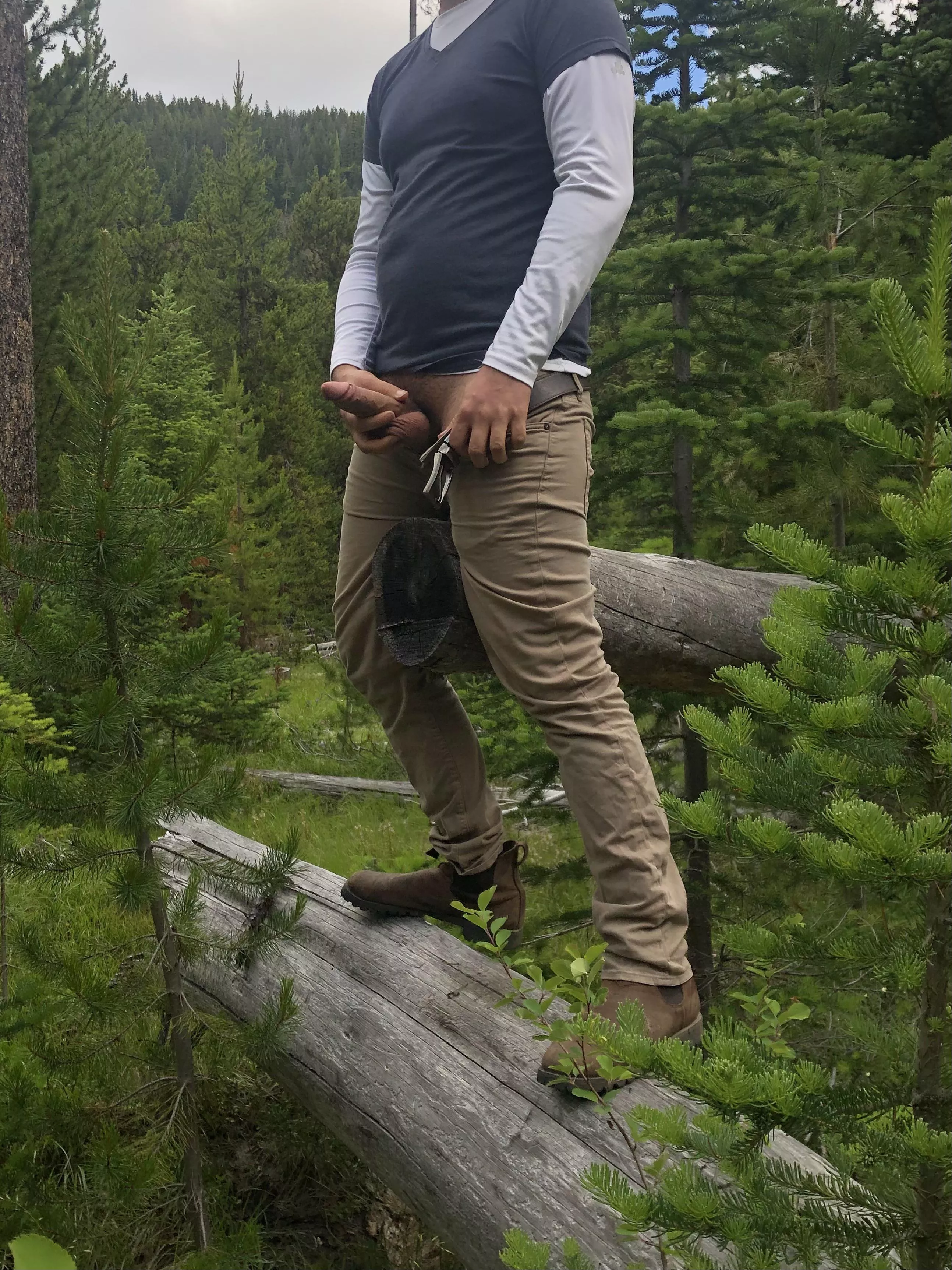 Seeing the forest through the trees