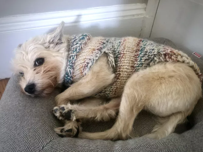 Snuggled up in his handmade sweater