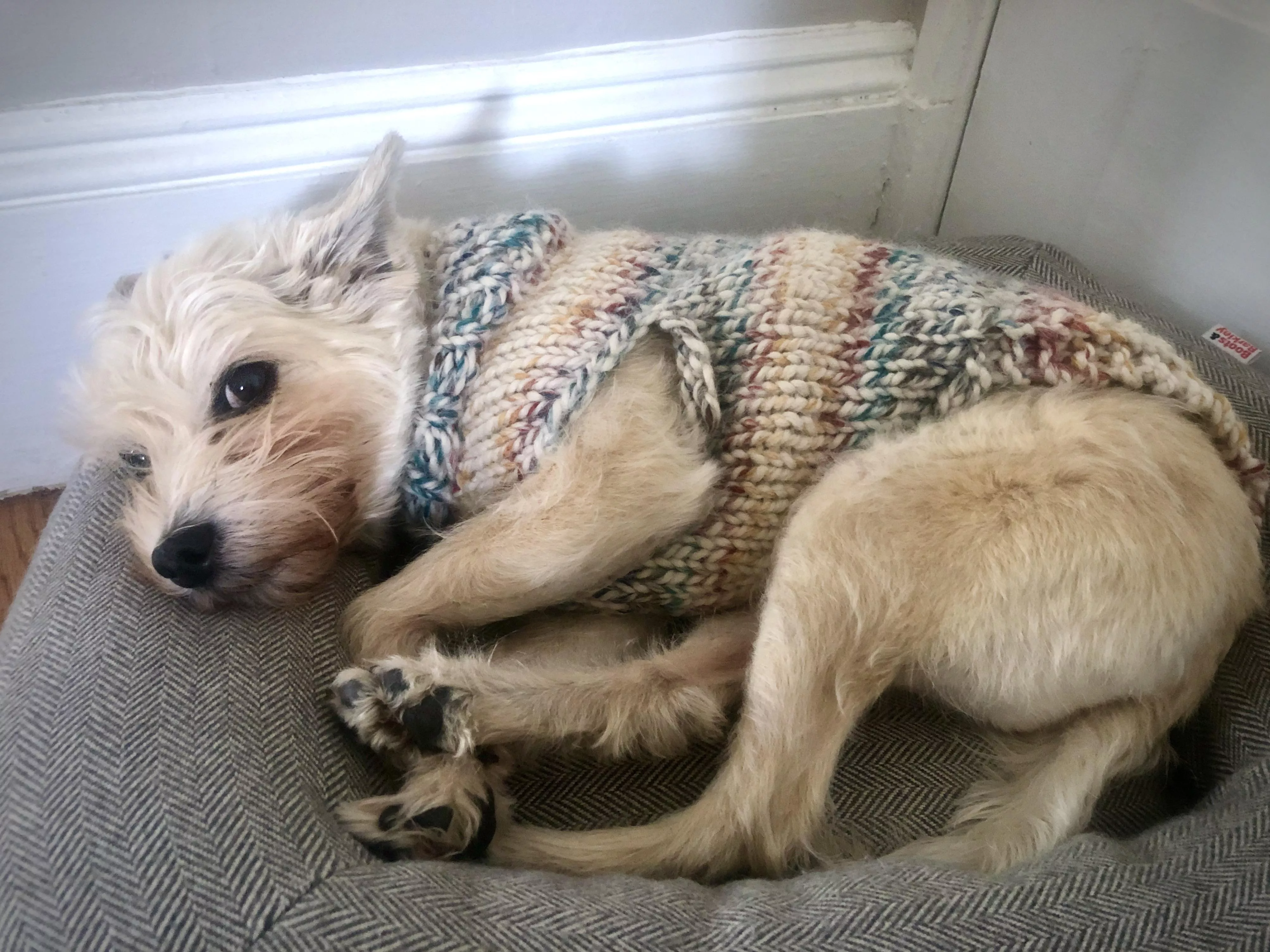 Snuggled up in his handmade sweater
