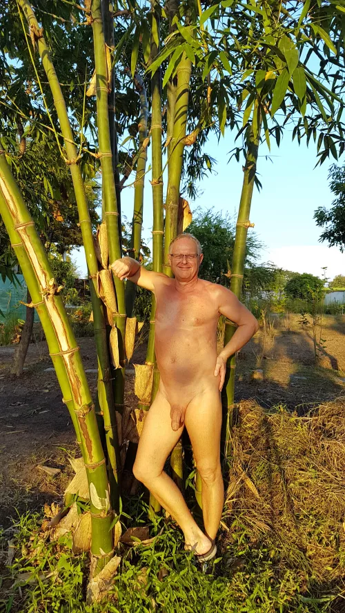 Sunday late afternoon. The bamboo and the evening sun...