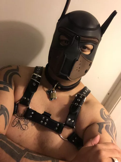 Tagged locked and collared by owner/wife tonight!!!!