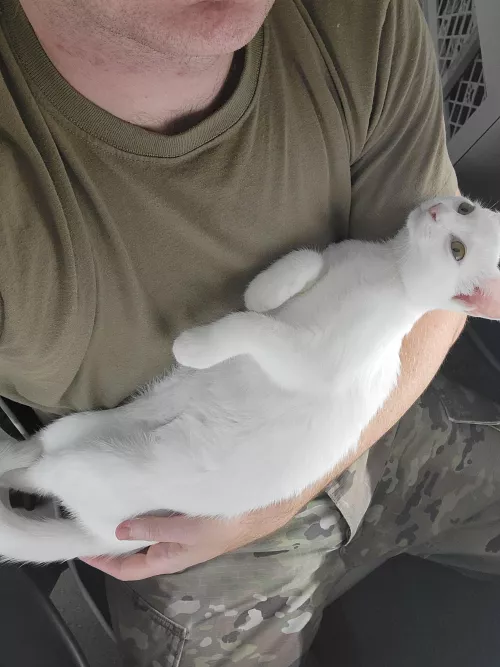 The only pussy I'll get this week. 😅🇺🇸