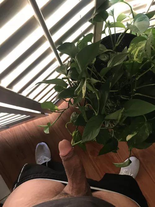 Thick thighs, Thick dick