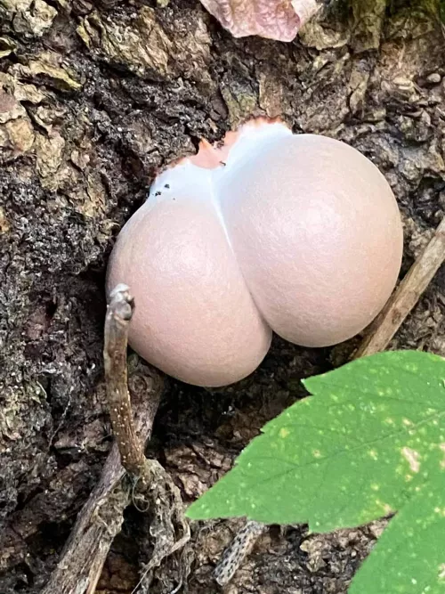 This mushroom better quit playing