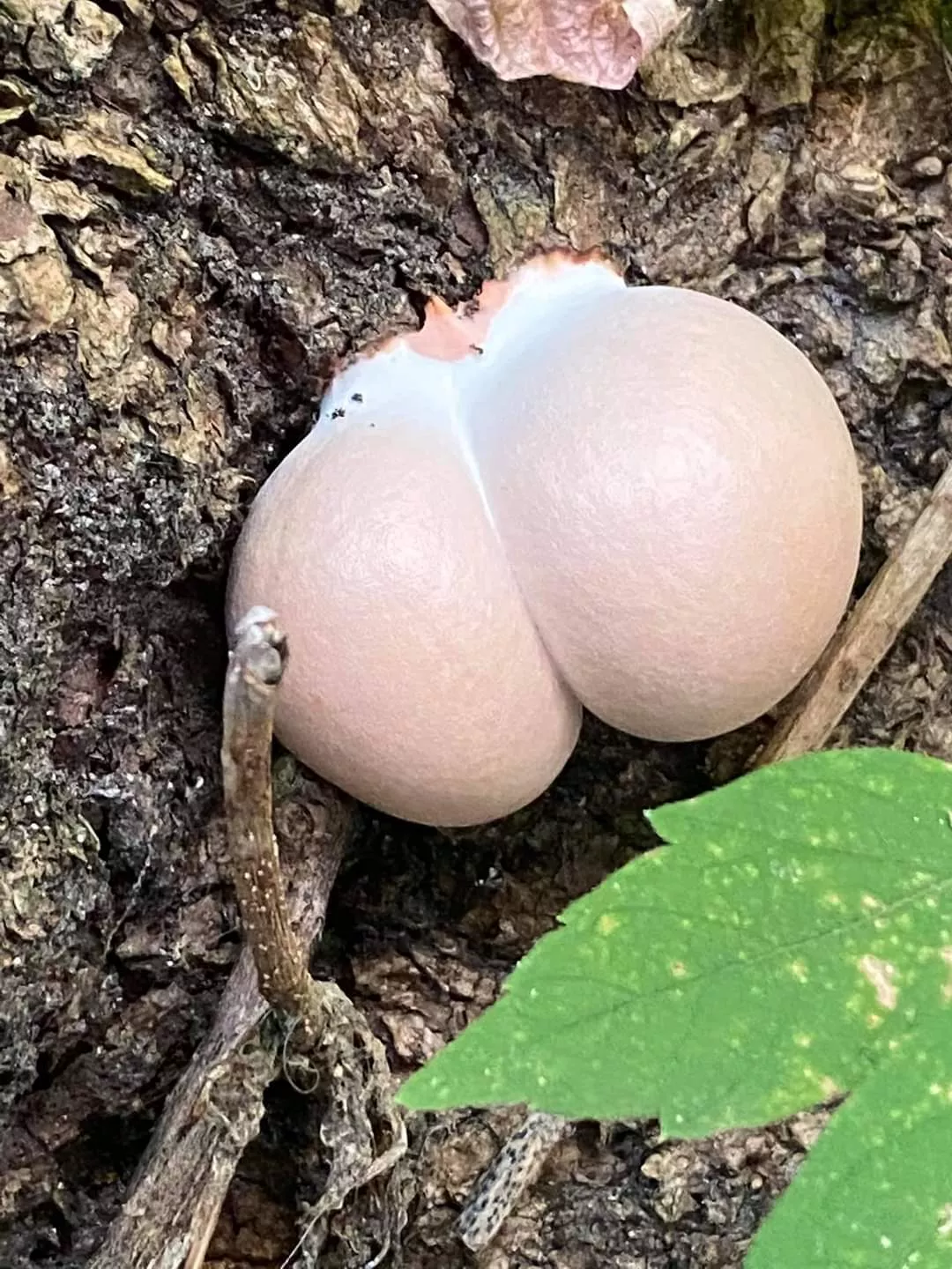 This mushroom better quit playing