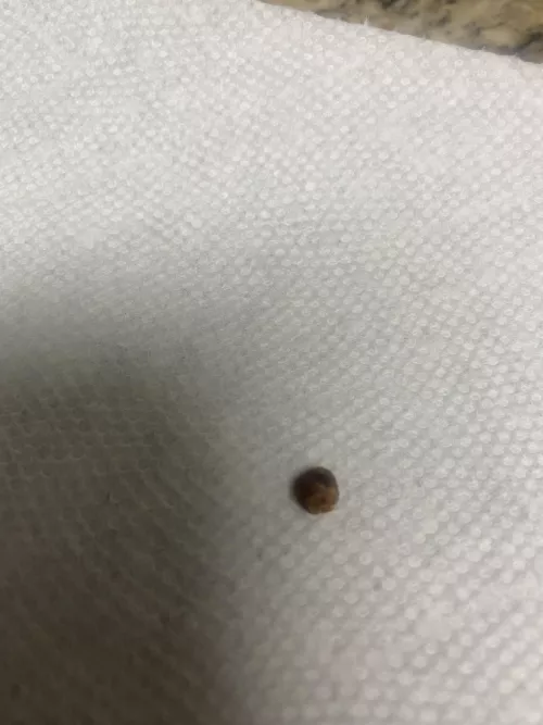 Was making dinner an all the sudden felt something weird in my ear….I freaked out an went to dislodge w/e it was but this flew out.