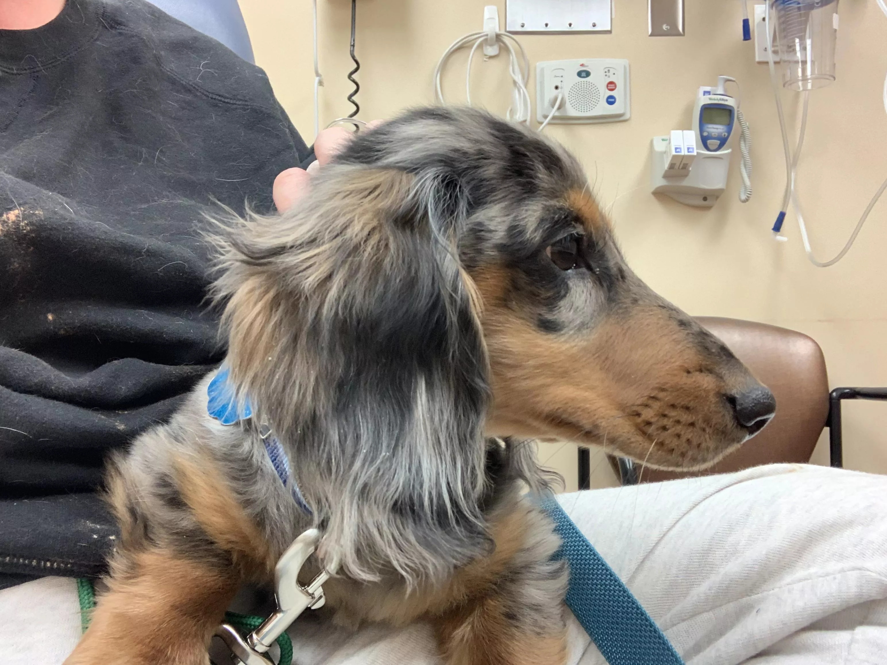 When you get to pet the puppy at the hospital and nearly end up in little space 😭😂 his name is Morty