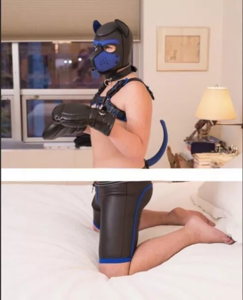 Woof! Sub pup here from Washington DC. Looking to meet/talk to other pups from all over! Any pups here from the DC area?
