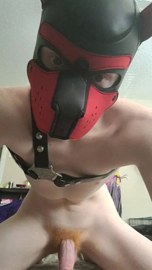 You wanted a dog for Christmas right? Now bend over 🐶😈