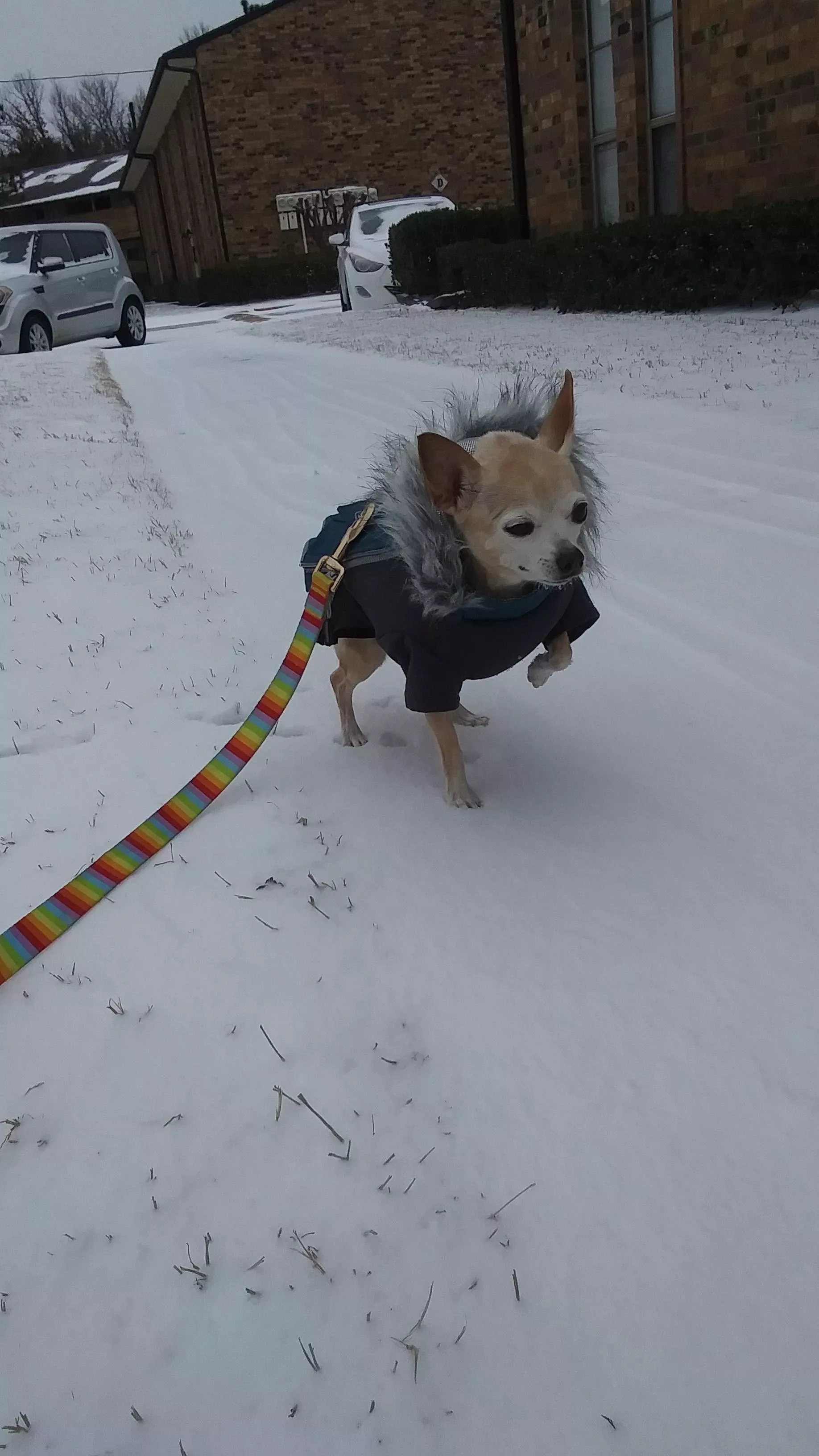 Zelda's first time seeing snow in Texas and she was not a happy chihuahua. Zelda's first time seeing snow in Texas and she was not a happy chihuahua.