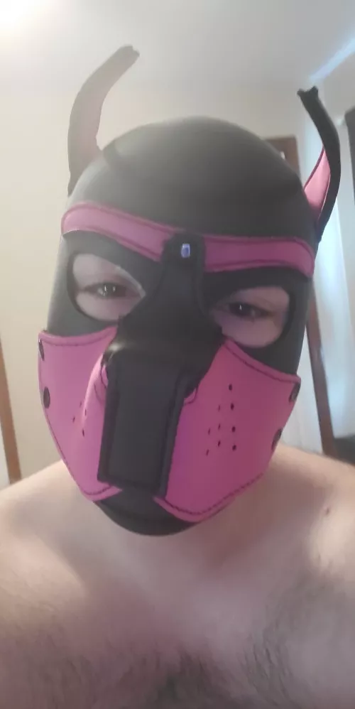 Any pups in or near Naperville Illinois?