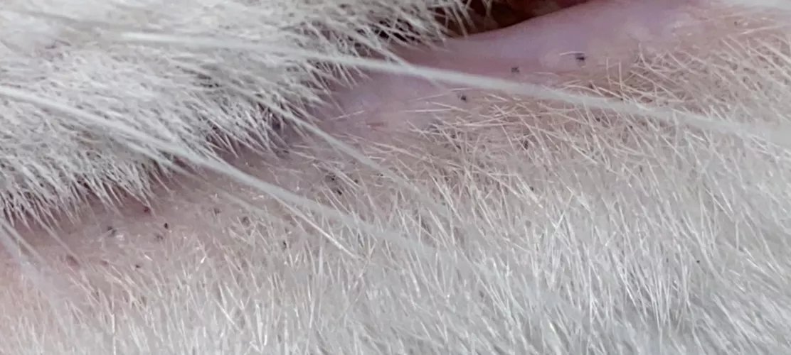 Blackheads on my cats bottom lip, that I am fighting every urge in my body not to pop