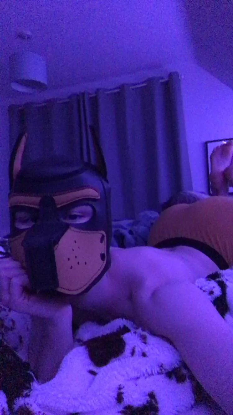 Bored puppy 🐾