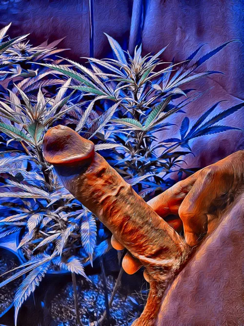 Cannabis Cock 🤘
