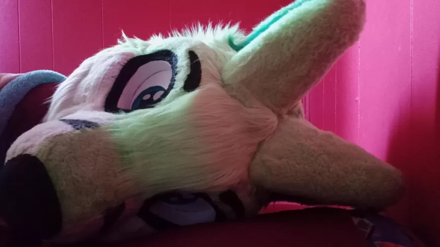 cuddles? (fursuit Friday 5/6/22)