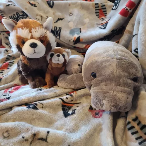 Daddy is the bestest ever!!! Early birfday presents include my two FAVORITE animals. Meet Rupert (big one) and Steven (baby one) the red panda family, and Barbara the manatee with her baby (any name suggestions for the baby?). Stuffies are my favorite!!!