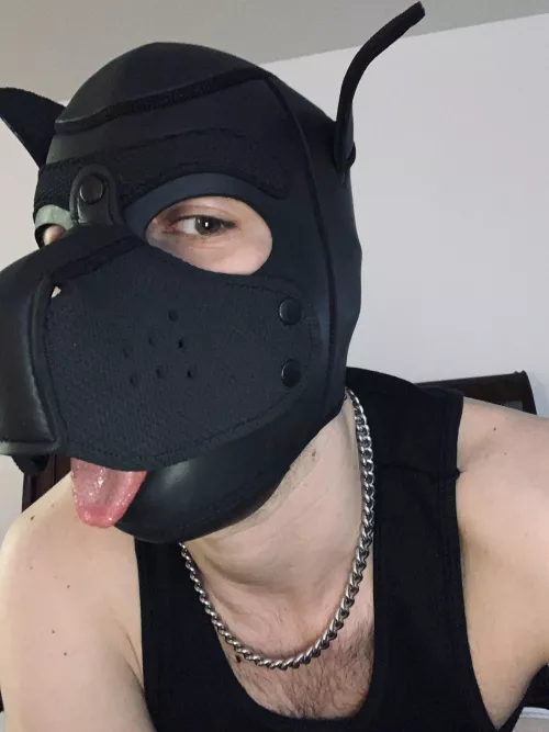 Does pup get a bone for being a good boy?