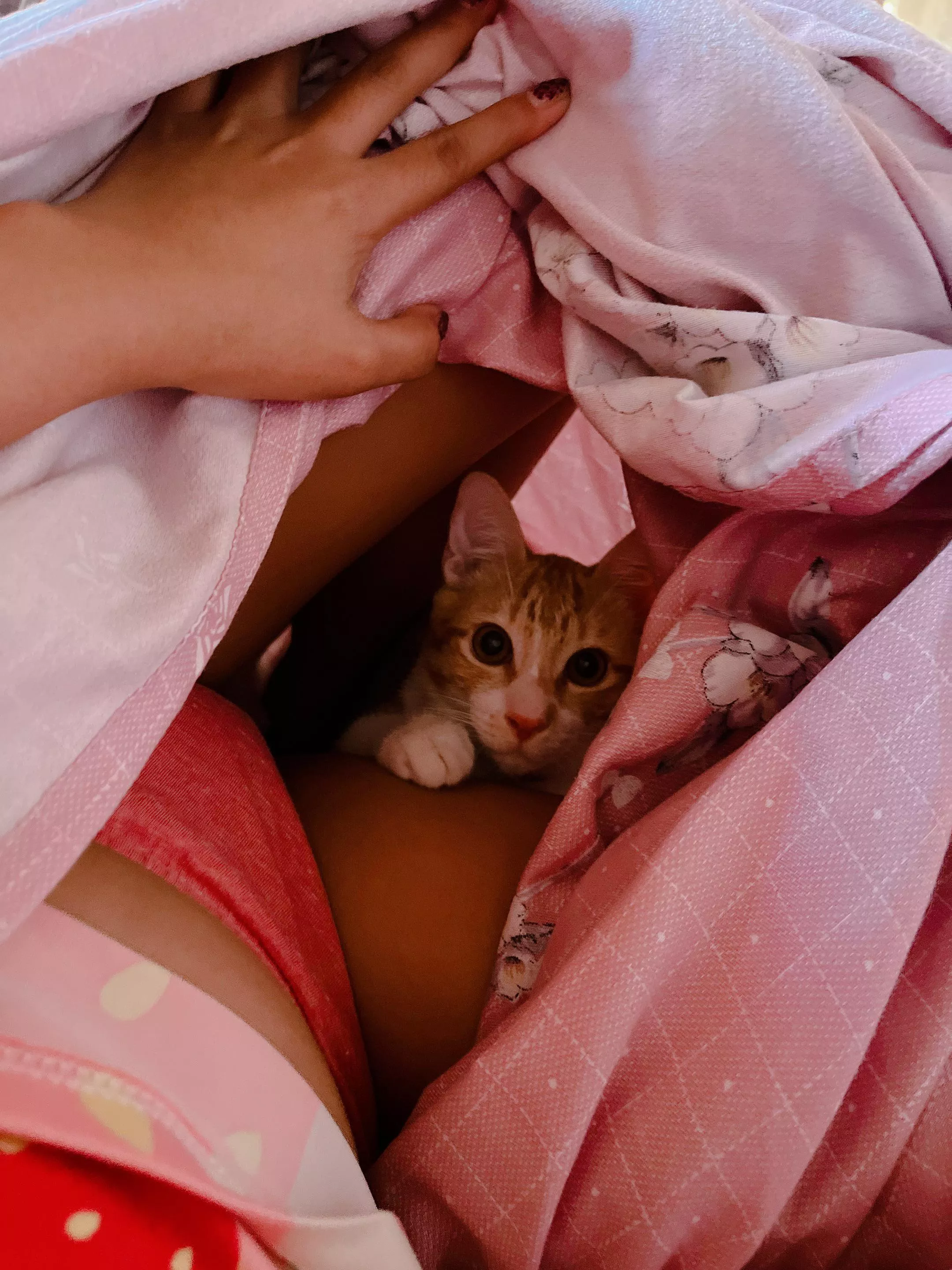 [F] So I heard you like pussy, so I put pussy on my pussy. (Woke up to this actually… wanna replace kitty?)