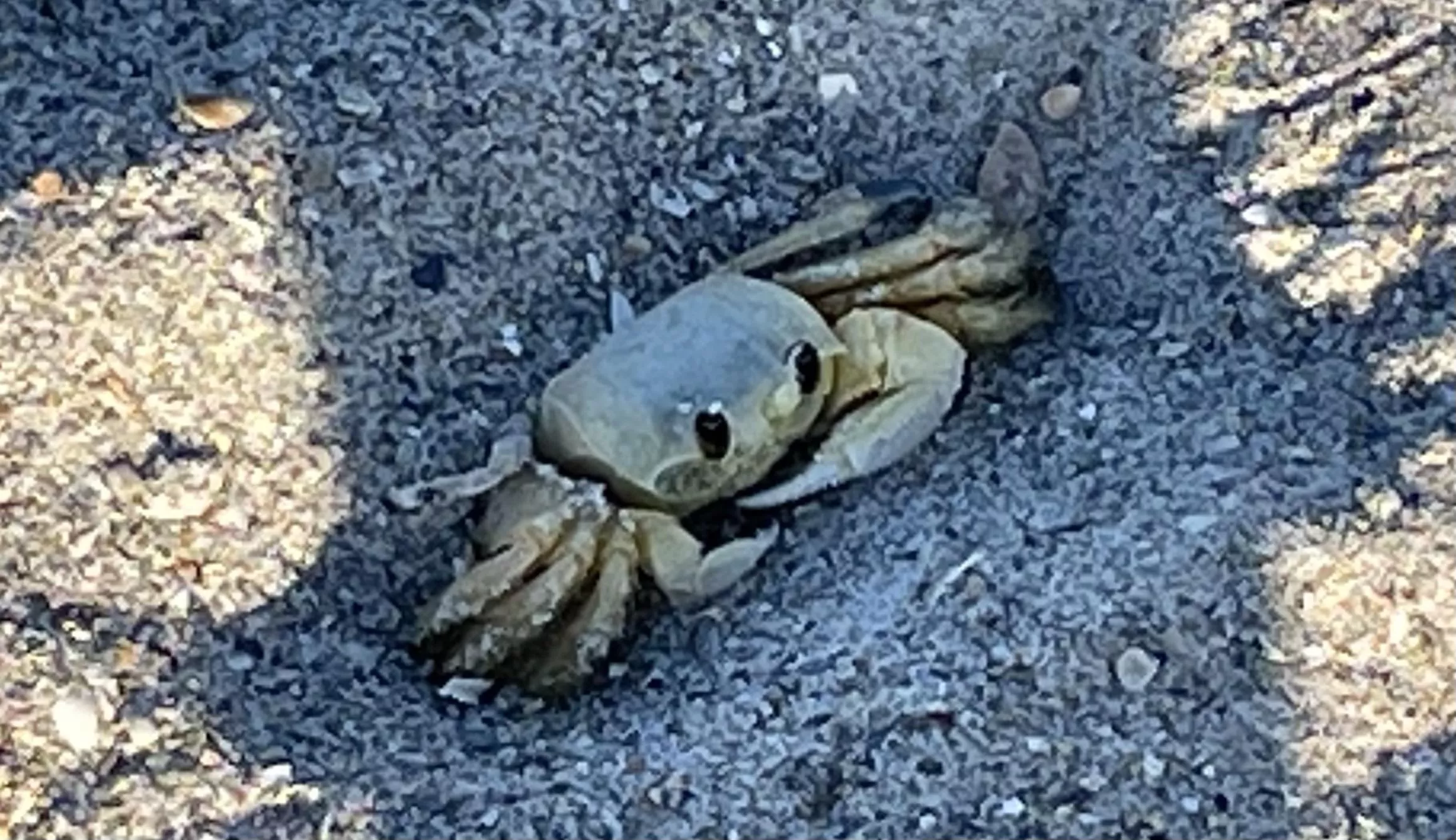 Found a crab at the beach! Their so cute 🥰