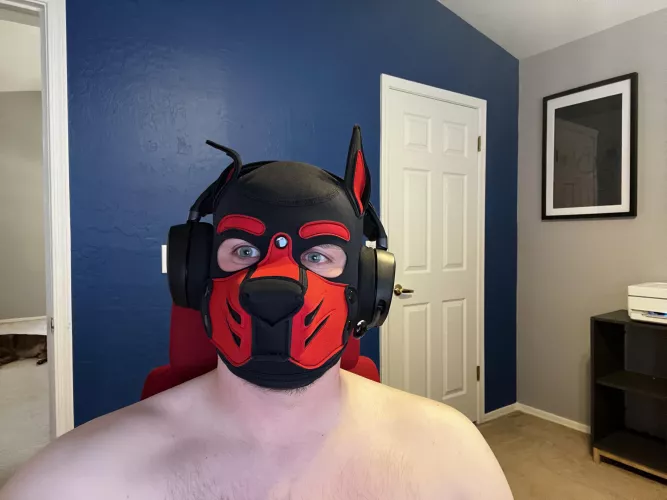Hey all! Im Pup Signal… a simple gaming pup…